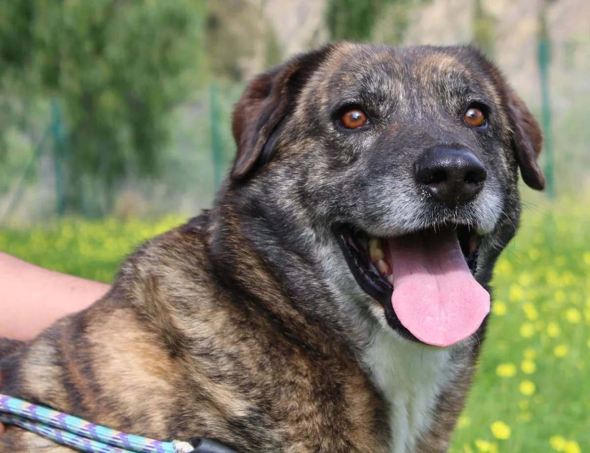 Gaby, Mixed Breed (Protectora Malaga)