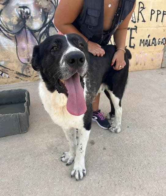 Leonidas, Mixed Breed (Protectora Malaga)
