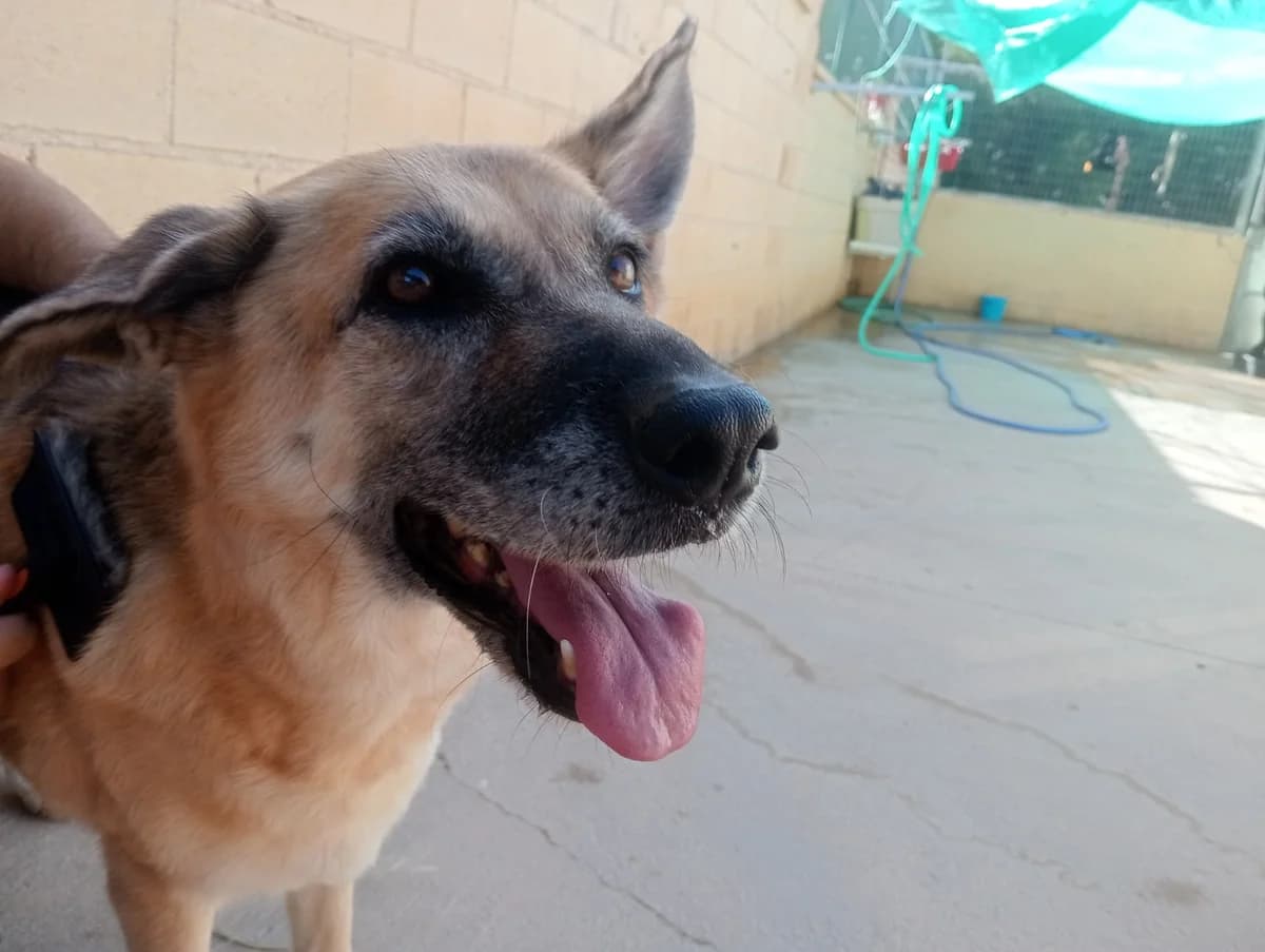Shakira,  (Protectora Malaga)
