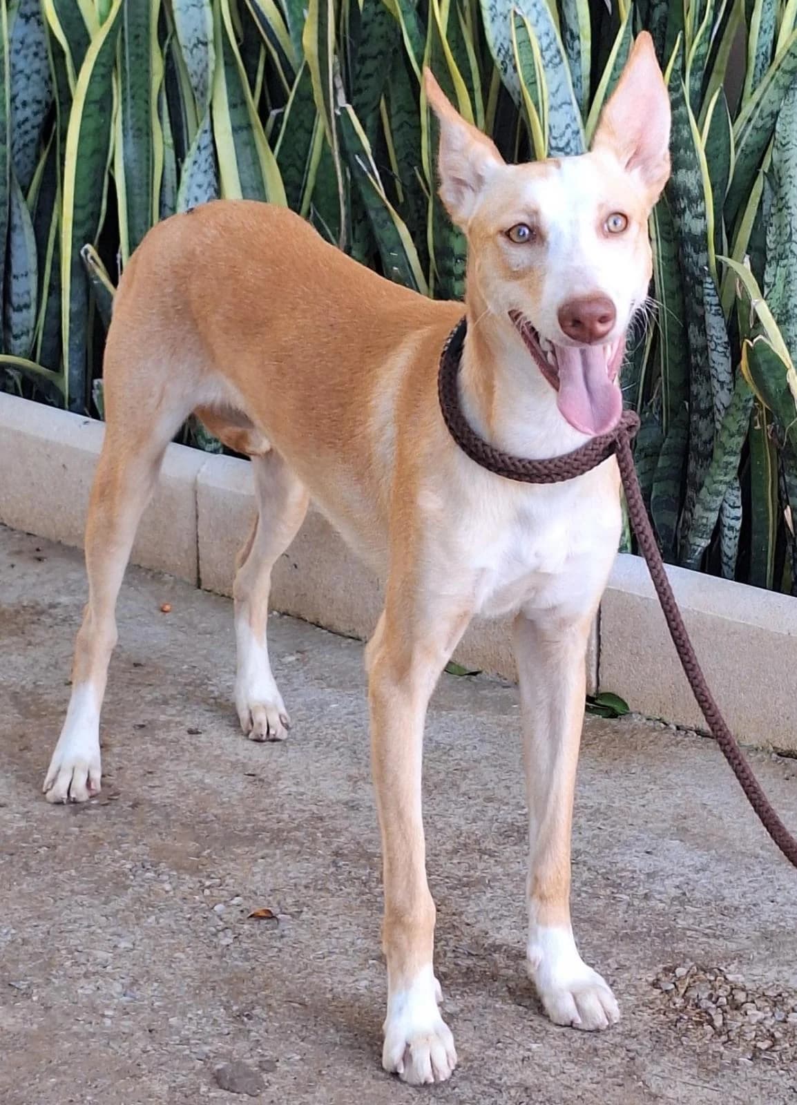 Chuche, Podenco (Protectora Malaga)