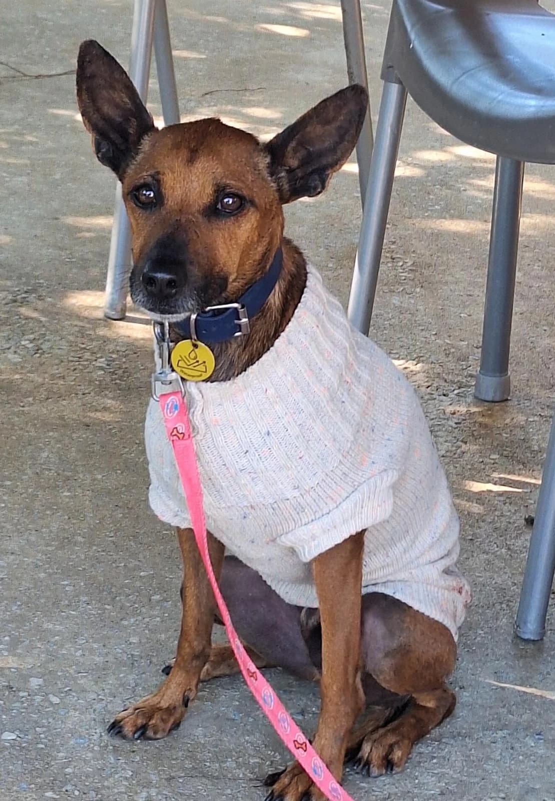 Luky, Mixed Breed (Protectora Malaga)