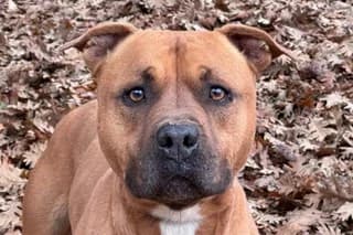 ARES, brown male mixed breed for adoption at El Refugio Madrid, Madrid