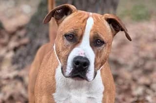 ZEUS, male senior mixed breed for adoption at El Refugio Madrid, Madrid