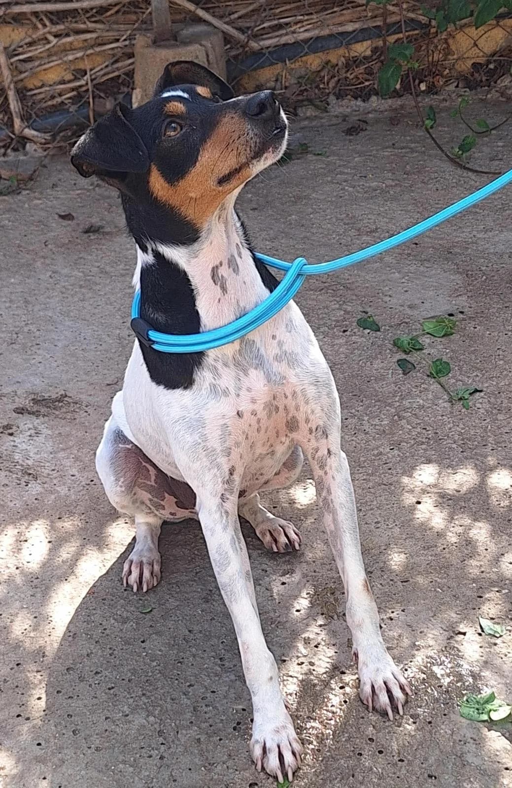 Mike,  (Protectora Malaga)