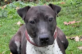 HELIN, dark brown female Mixed Breed for adoption at El Refugio Madrid, Madrid