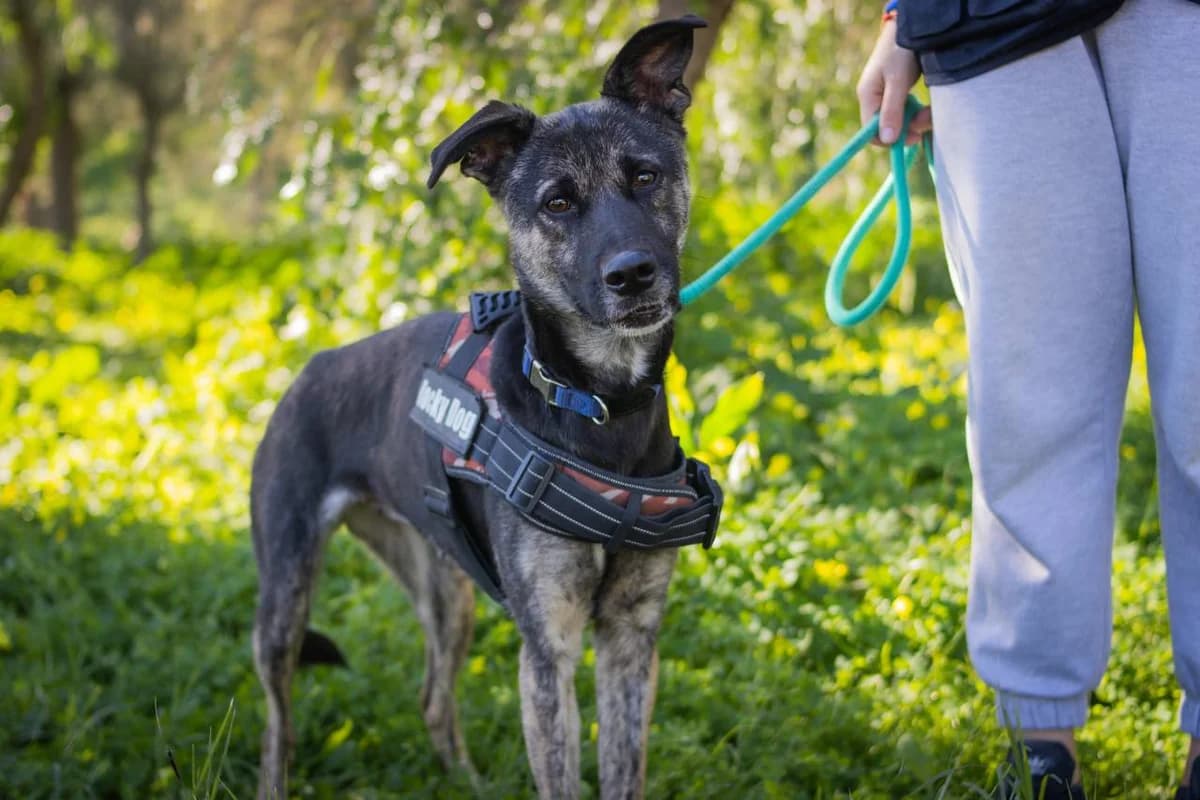 REINA, Mixed Breed (Protectora Malaga)