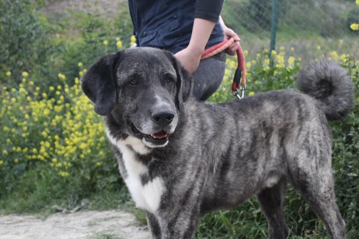 Rocco, Mastiff (Protectora Malaga)