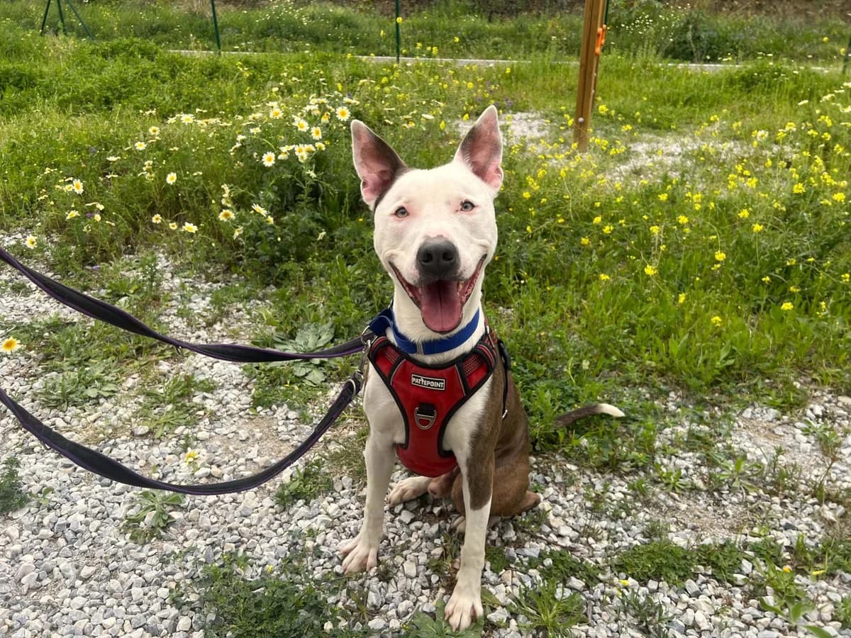 Kami, male mixed breed for adoption at Protectora Malaga, Málaga