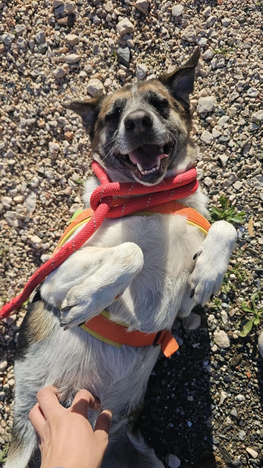 Radler, tan and white female Mixed Breed for adoption at Protectora Malaga, Málaga