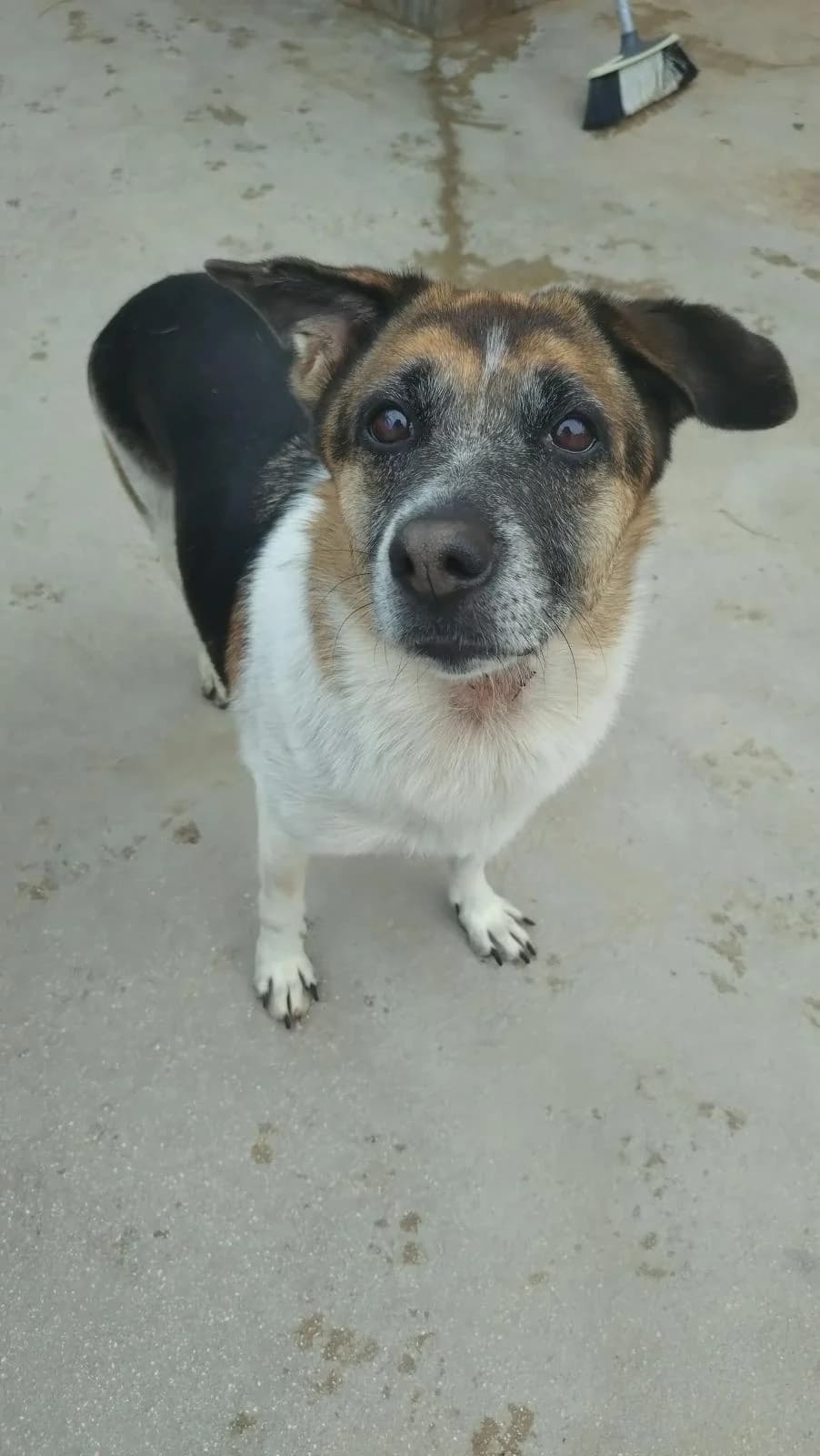 Radler, female Mixed Breed for adoption at Protectora Malaga, Málaga