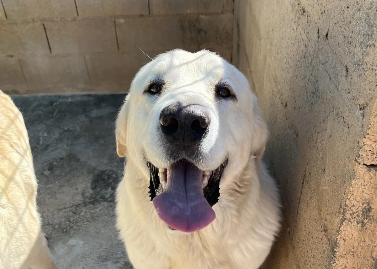 Koko, male Spanish Mastiff for adoption at Protectora Malaga, Málaga