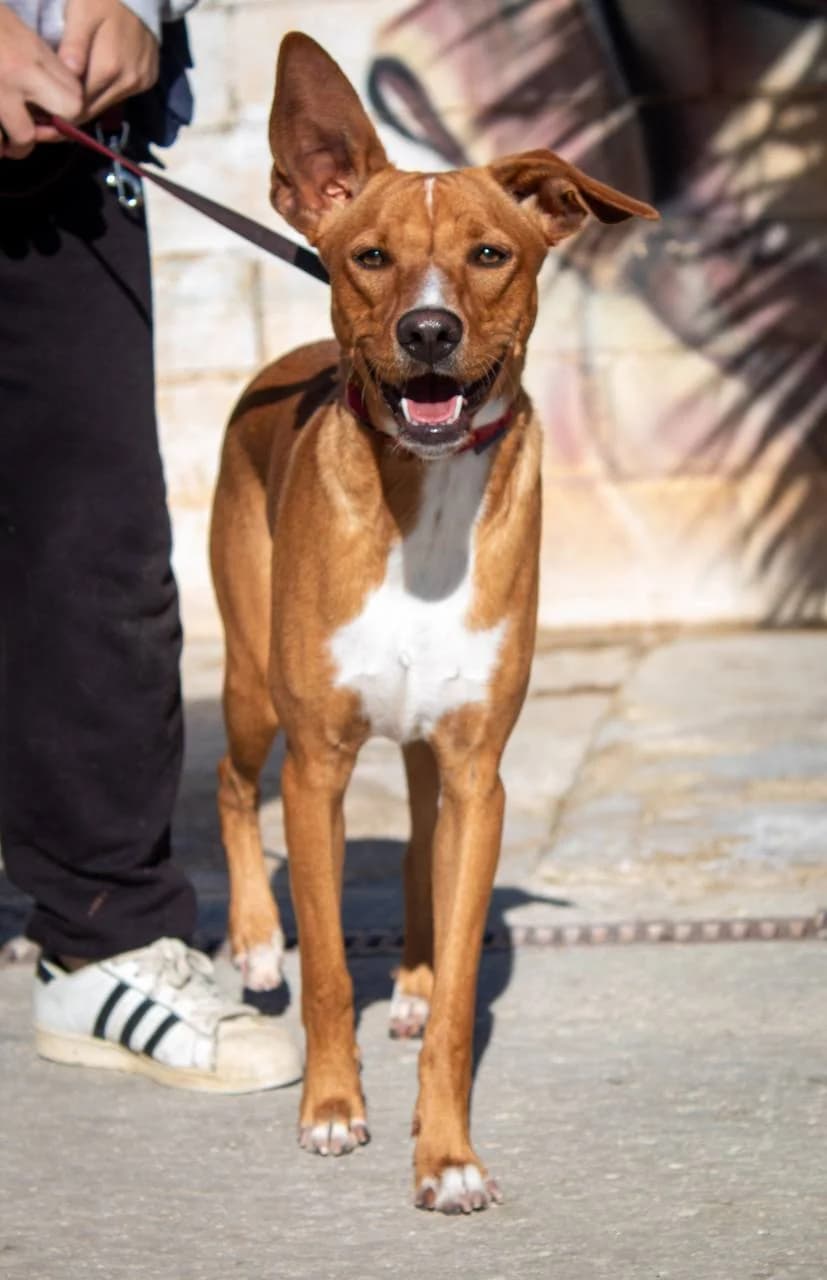 VIENTO, male Podenco for adoption at Protectora Malaga, Málaga