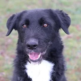 Luky en adopción Colmenar, male Mixed Breed for adoption at FAPAM, Malaga