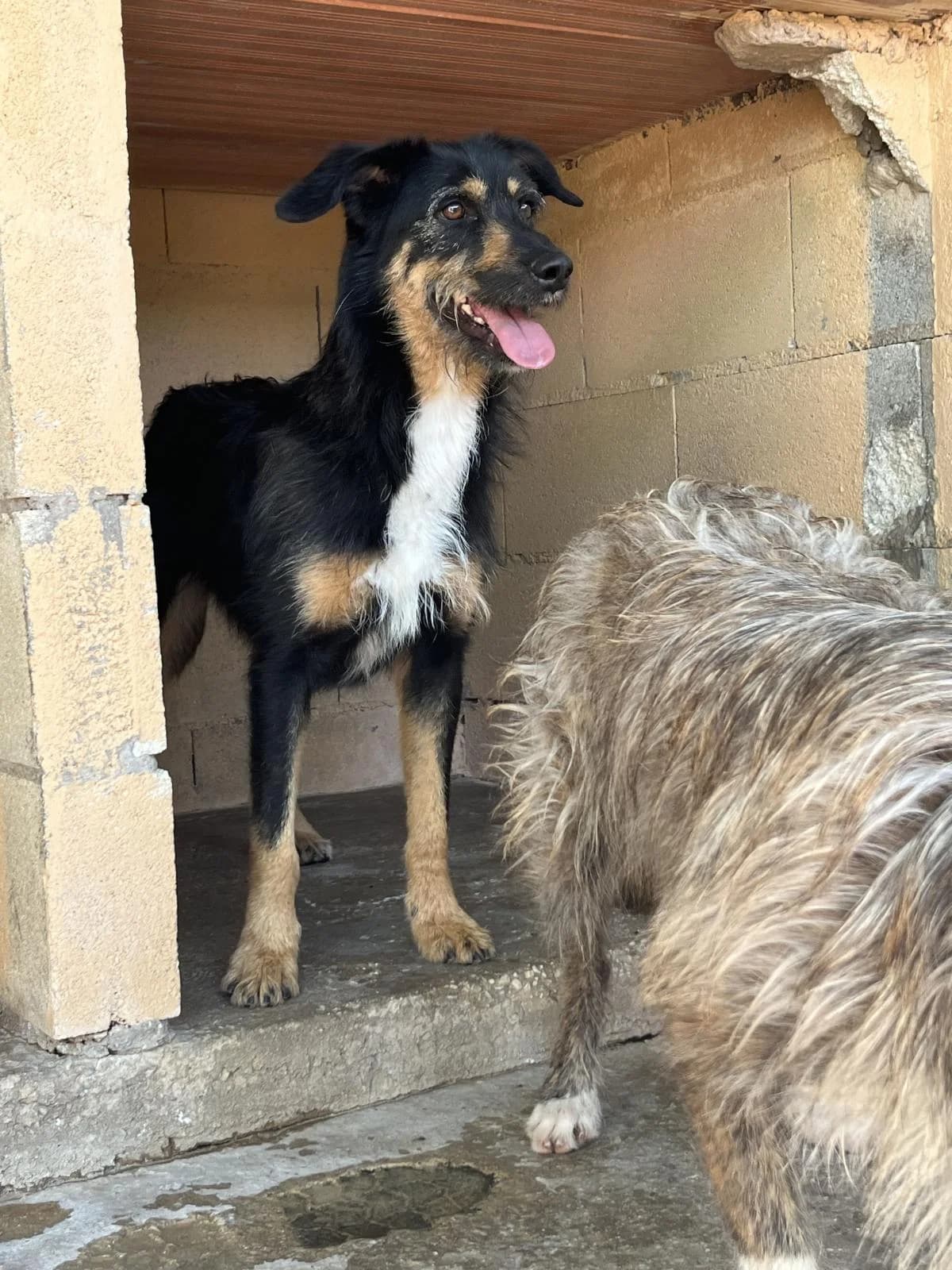 Zero, black male Mixed Breed for adoption at Protectora Malaga, Málaga