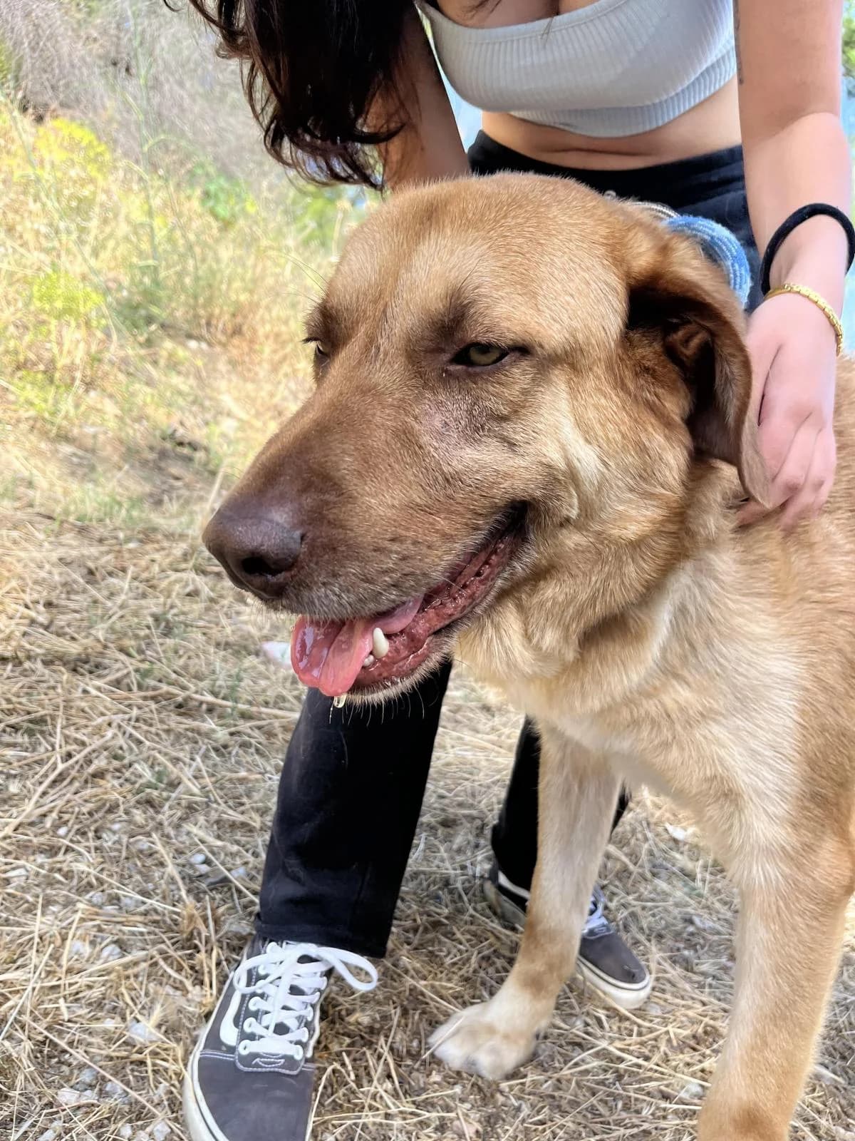 Elur, male Labrador Retriever for adoption at Protectora Malaga, Málaga