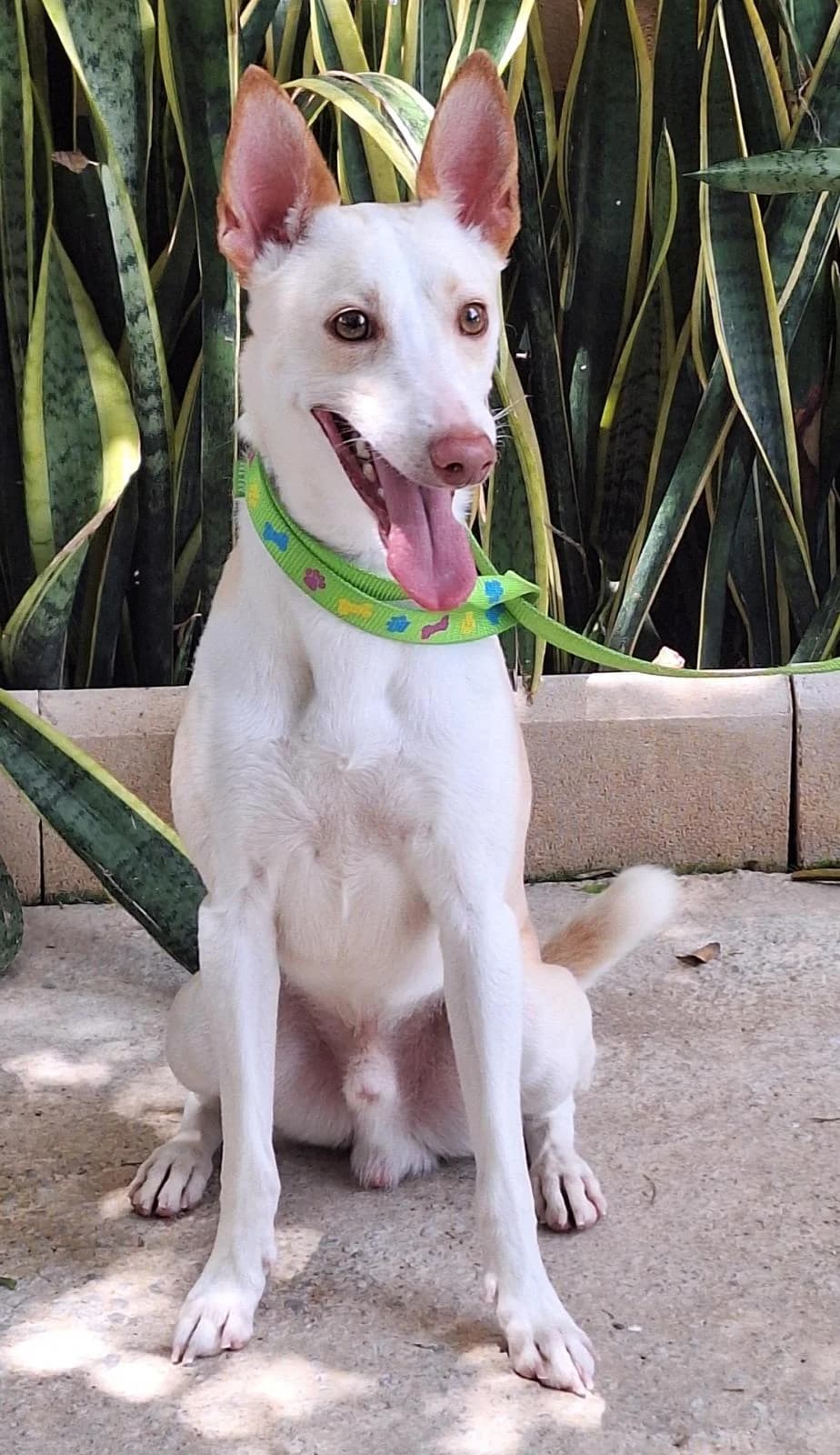 Simba, male Podenco for adoption at Protectora Malaga, Málaga