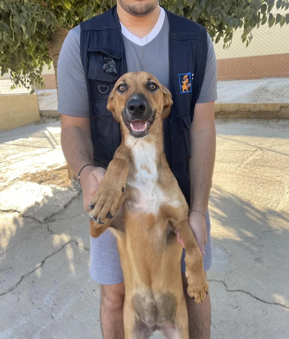 Azahara, Mixed Breed (Protectora Malaga)