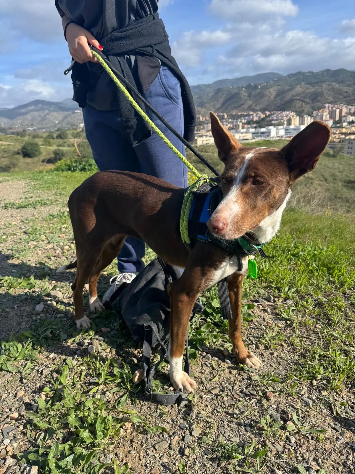 Blanca Suarez, Podenco (Protectora Malaga)