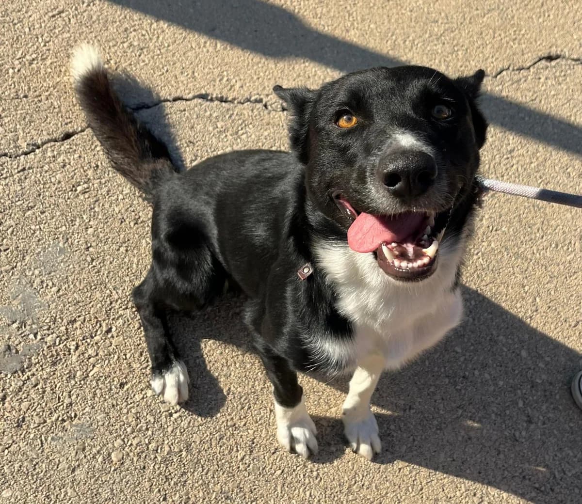 Chico P�rez, black male Mixed Breed for adoption at Protectora Malaga, Málaga