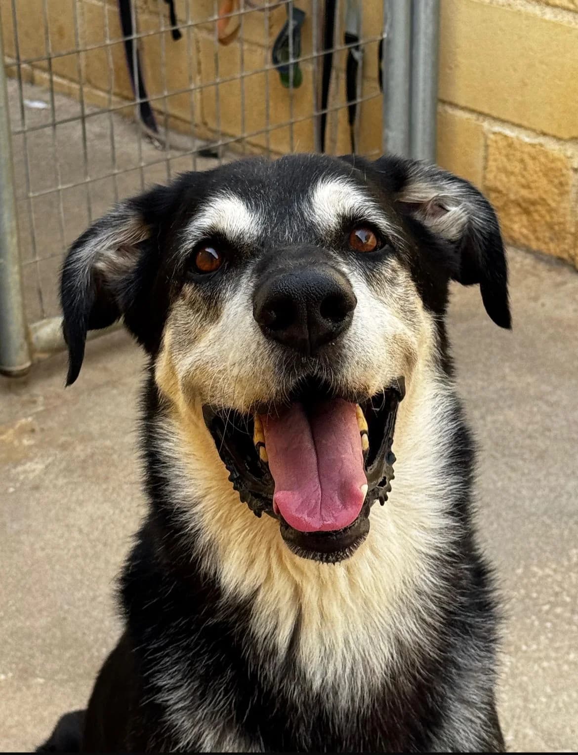 Wilson, black and tan male Mixed Breed for adoption at Protectora Malaga, Málaga