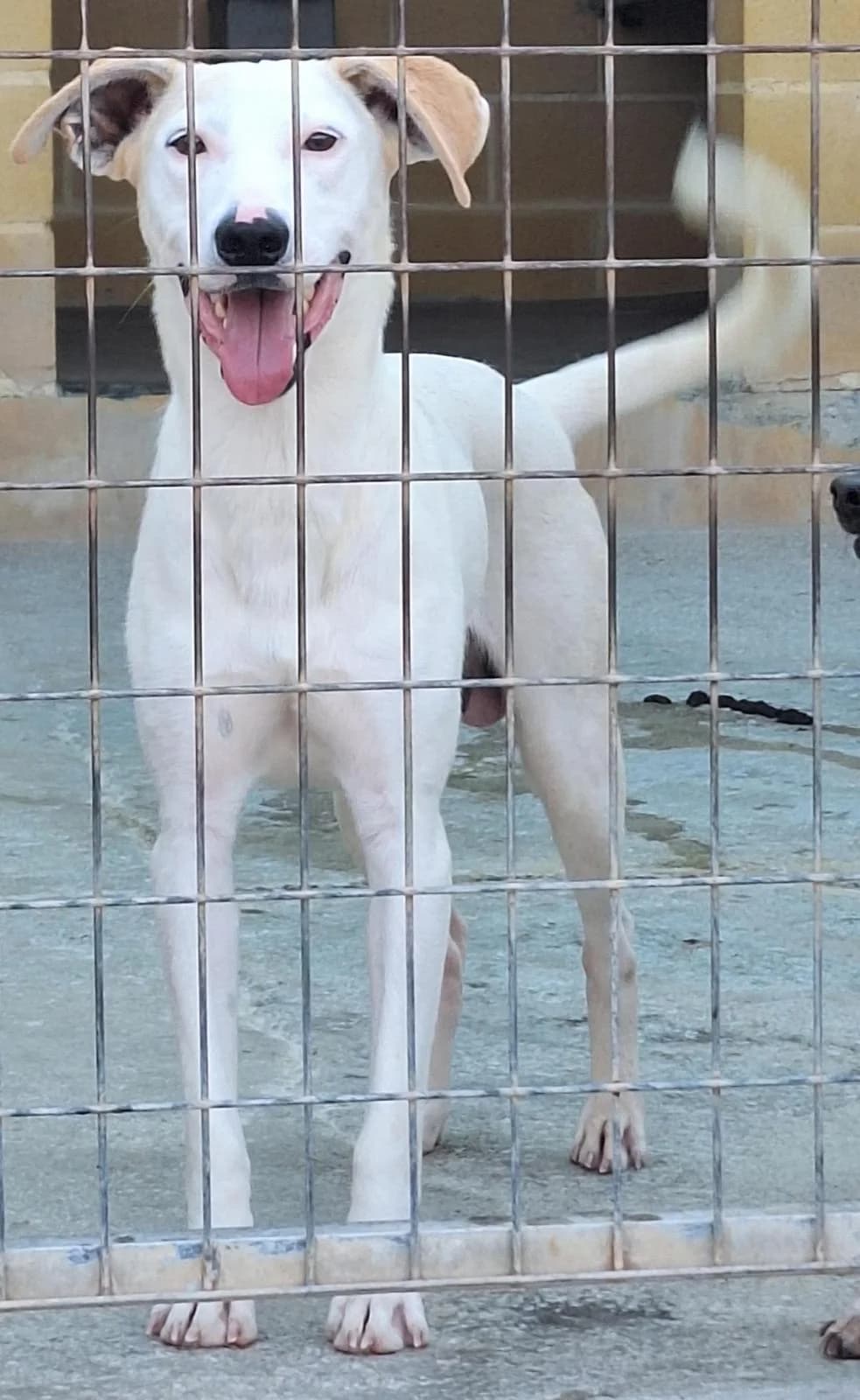 Asterix, male puppy Mixed Breed for adoption at Protectora Malaga, Málaga
