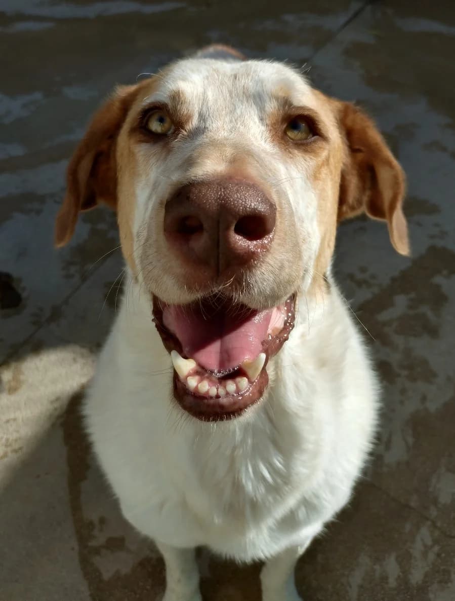 Irma, female 5yo Mixed Breed for adoption at Protectora Malaga, Málaga