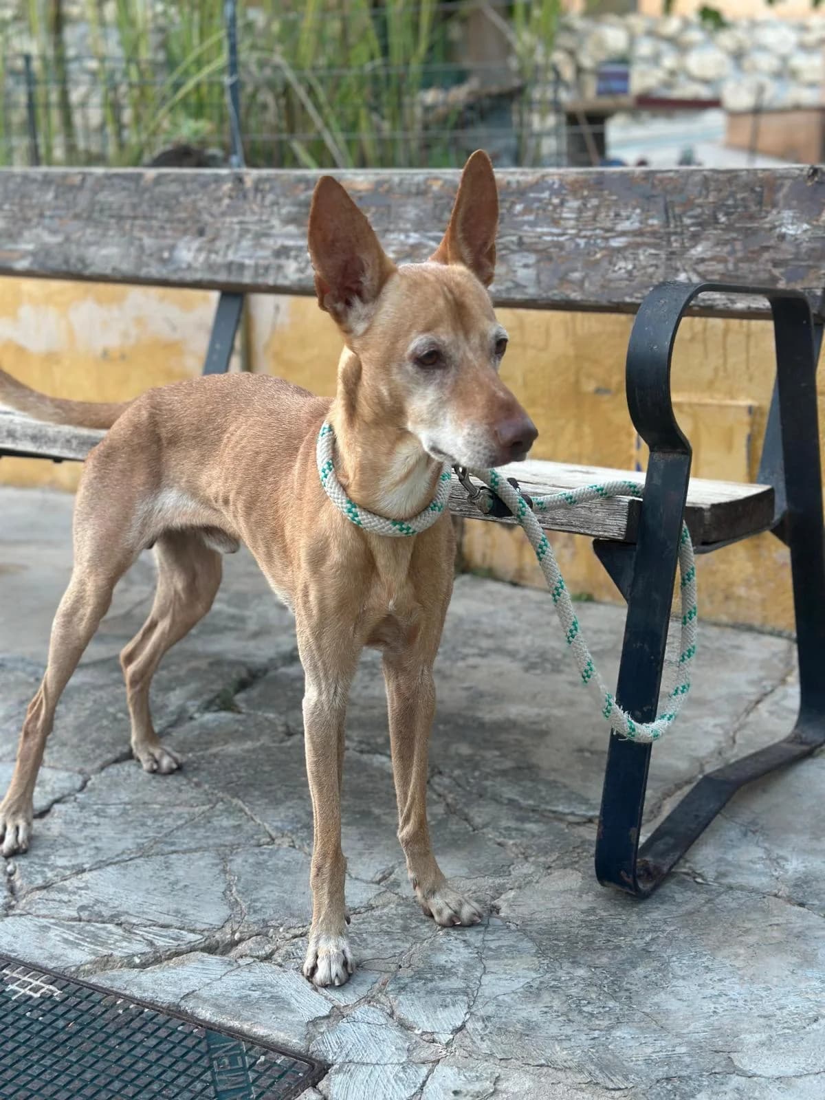 Lilo, male 4yo Podenco for adoption at Protectora Malaga, Málaga