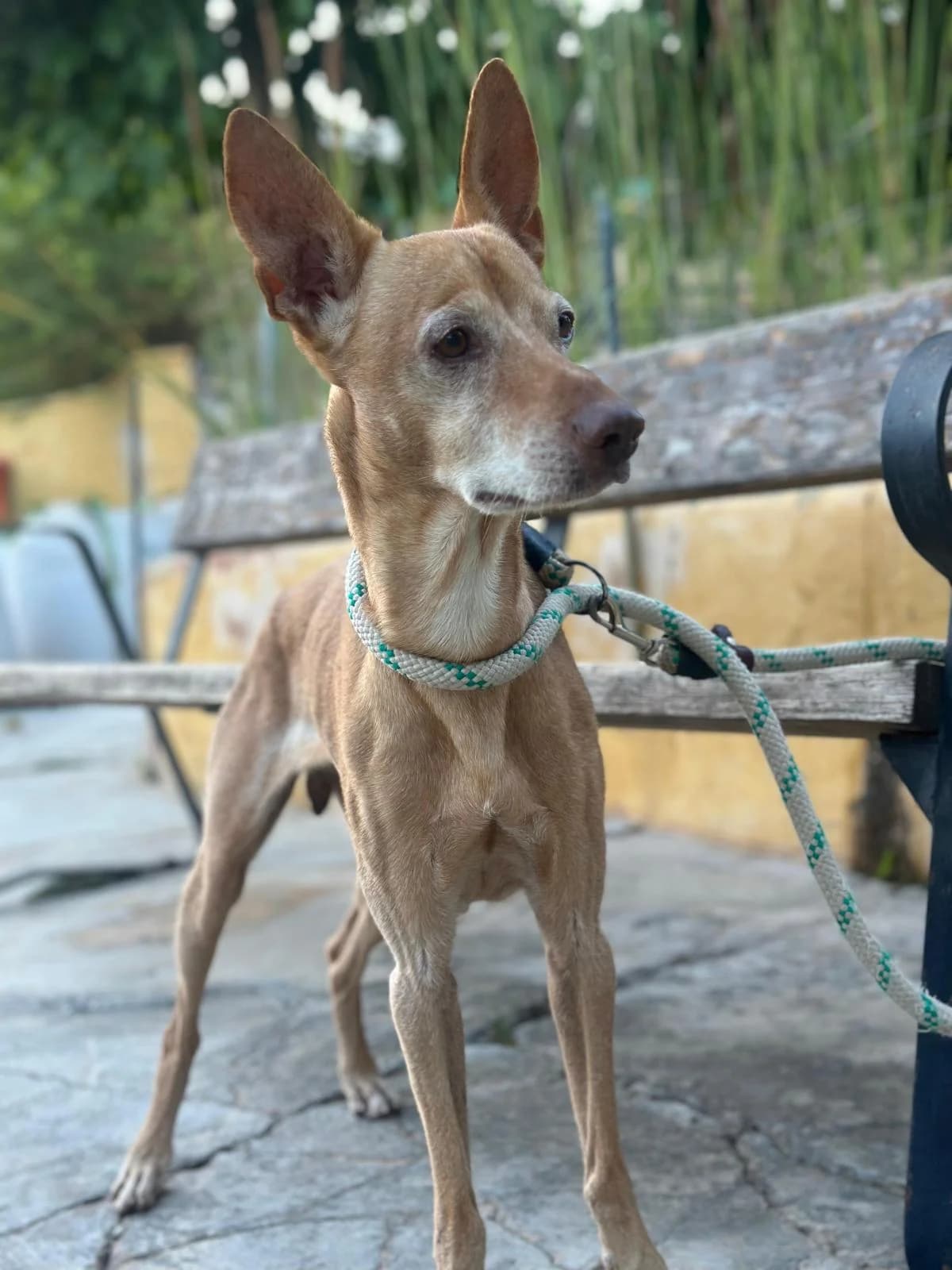 Lilo, male 4yo Podenco for adoption at Protectora Malaga, Málaga