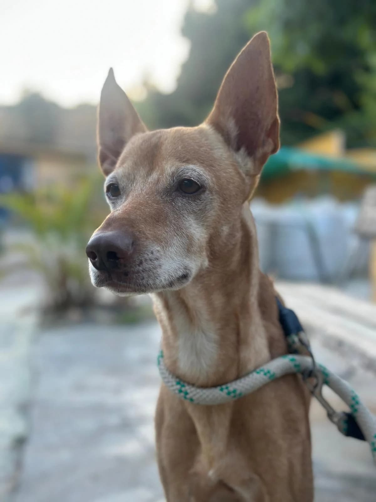 Lilo, male 4yo Podenco for adoption at Protectora Malaga, Málaga