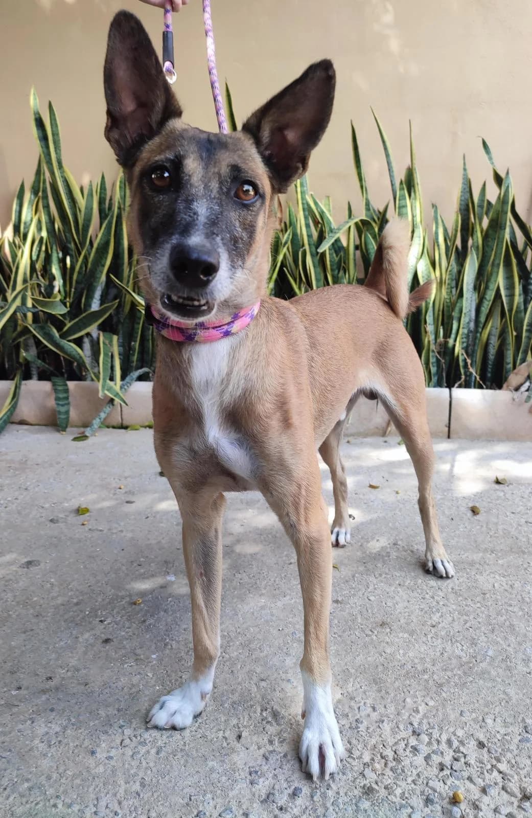 Nilo, tan male Mixed Breed for adoption at Protectora Malaga, Málaga