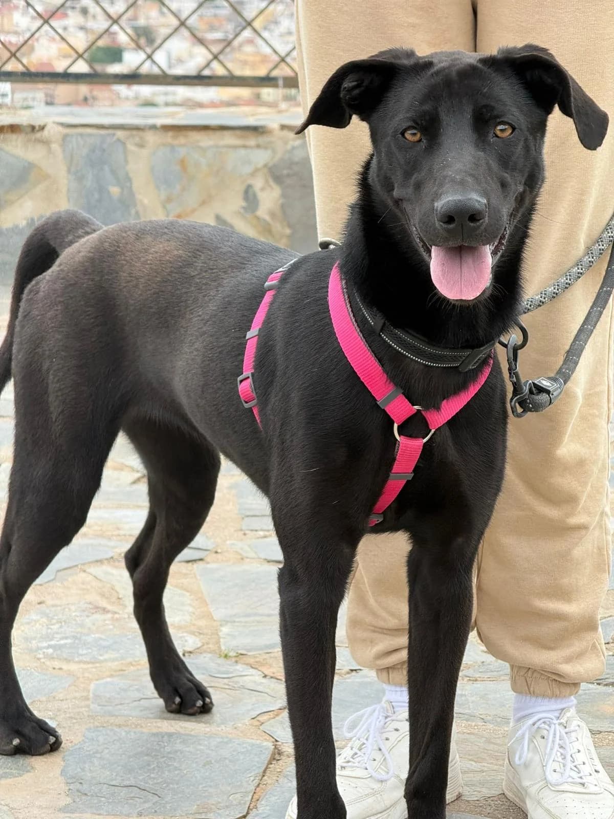 Habana, female puppy Mixed Breed for adoption at Protectora Malaga, Málaga