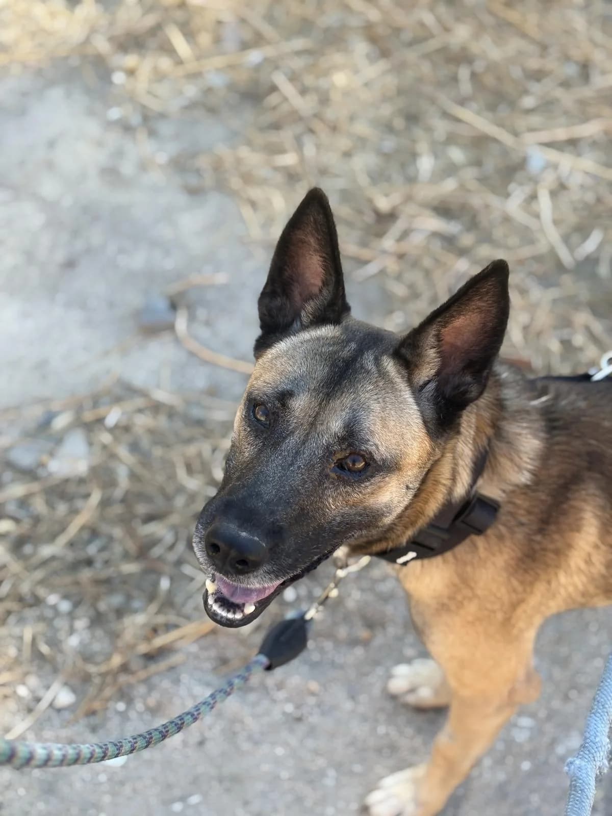 Jupiter, tan male Mixed Breed for adoption at Protectora Malaga, Málaga