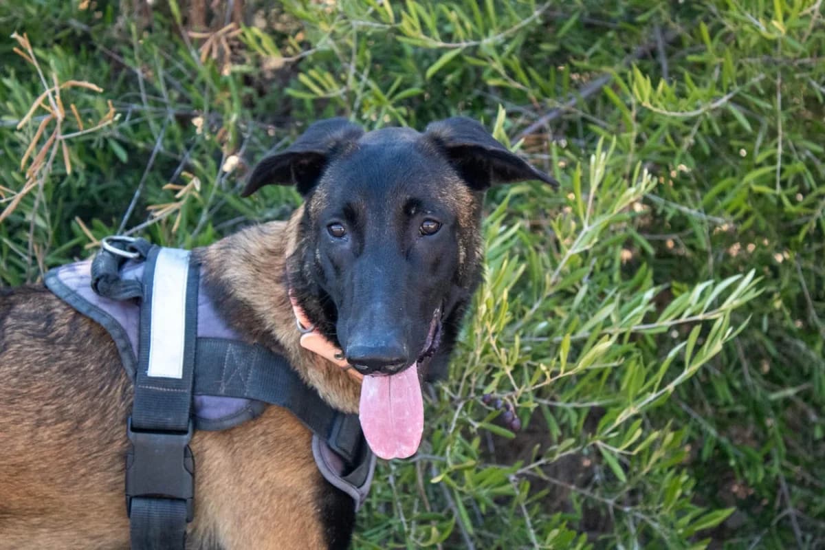 Trini, brindle female Belgian Malinois for adoption at Protectora Malaga, Málaga