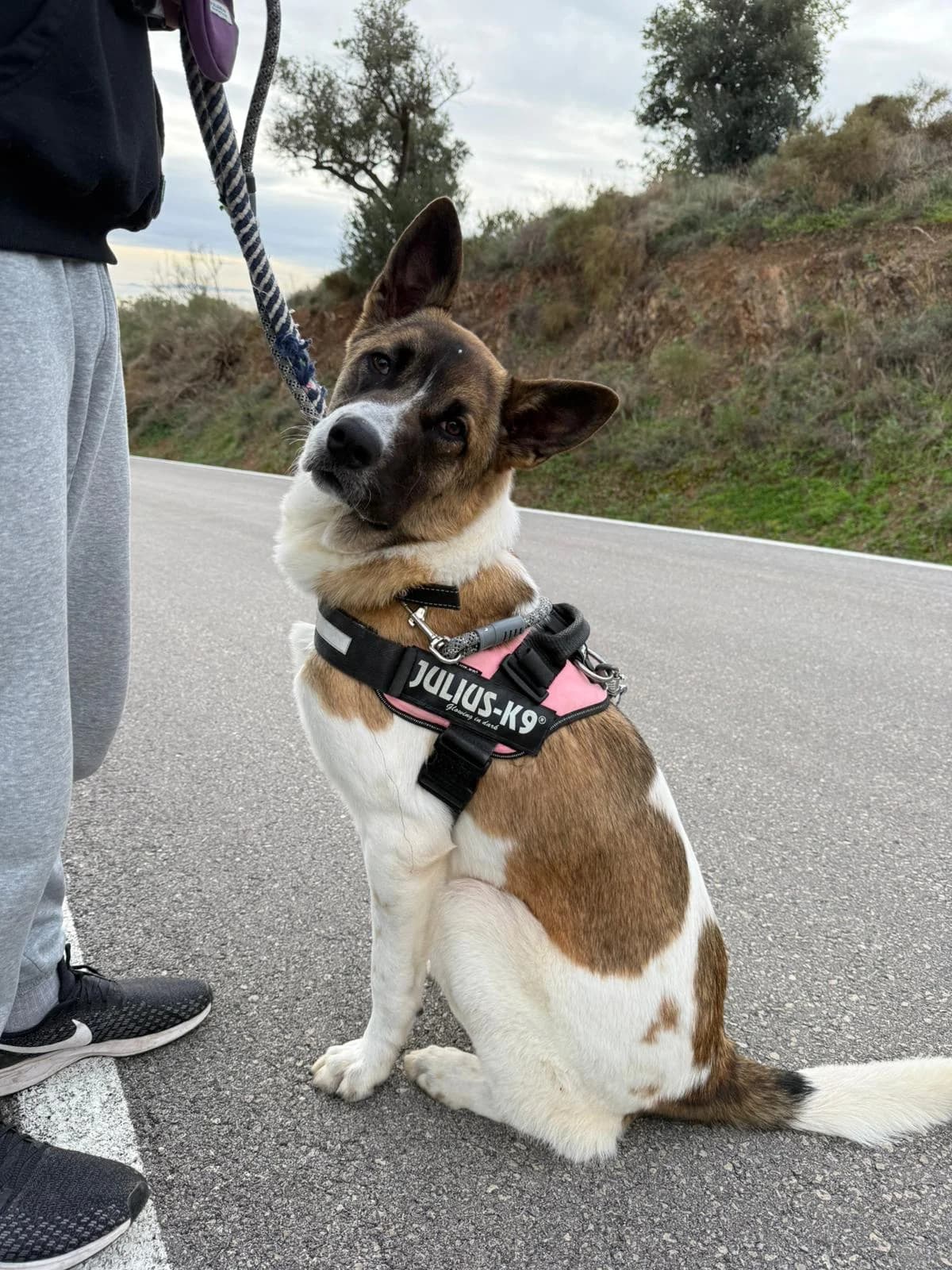 Phoebe, brown and white female mixed breed for adoption at Protectora Malaga, Málaga