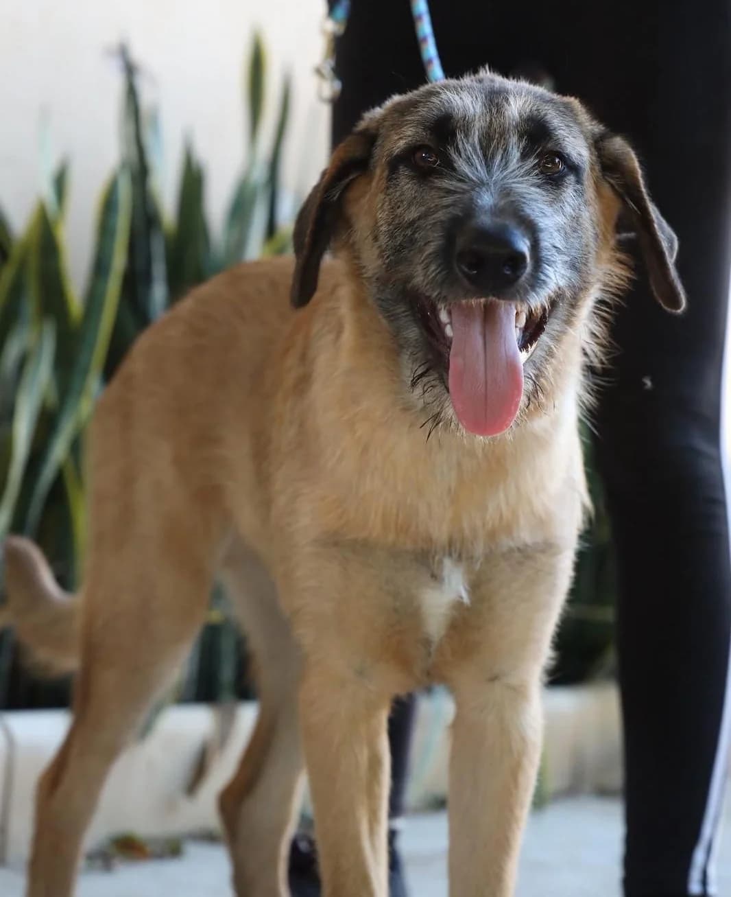 Juanillo, male Spanish Mastiff for adoption at Protectora Malaga, Málaga