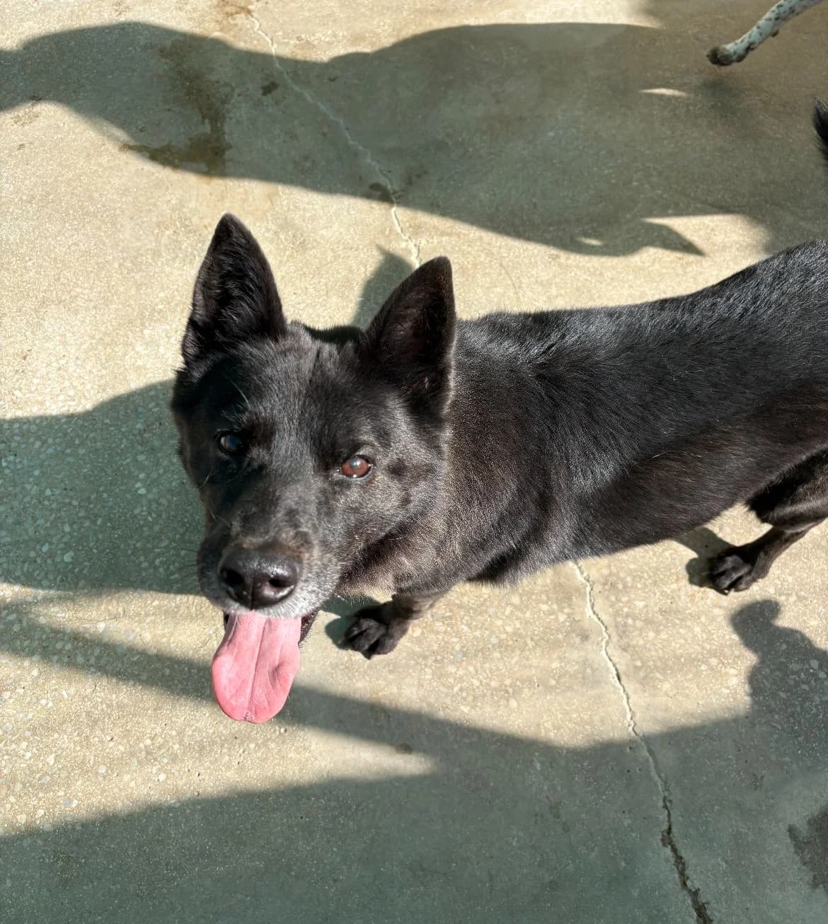 Silvia, black female Mixed Breed for adoption at Protectora Malaga, Málaga