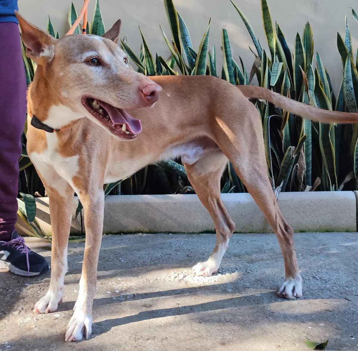 Angel, male Podenco for adoption at Protectora Malaga, Málaga