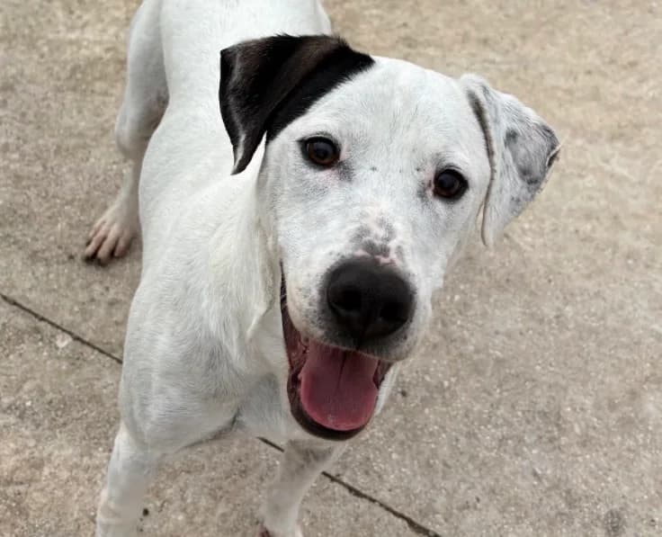Tiziano, white male Mixed Breed for adoption at Protectora Malaga, Málaga