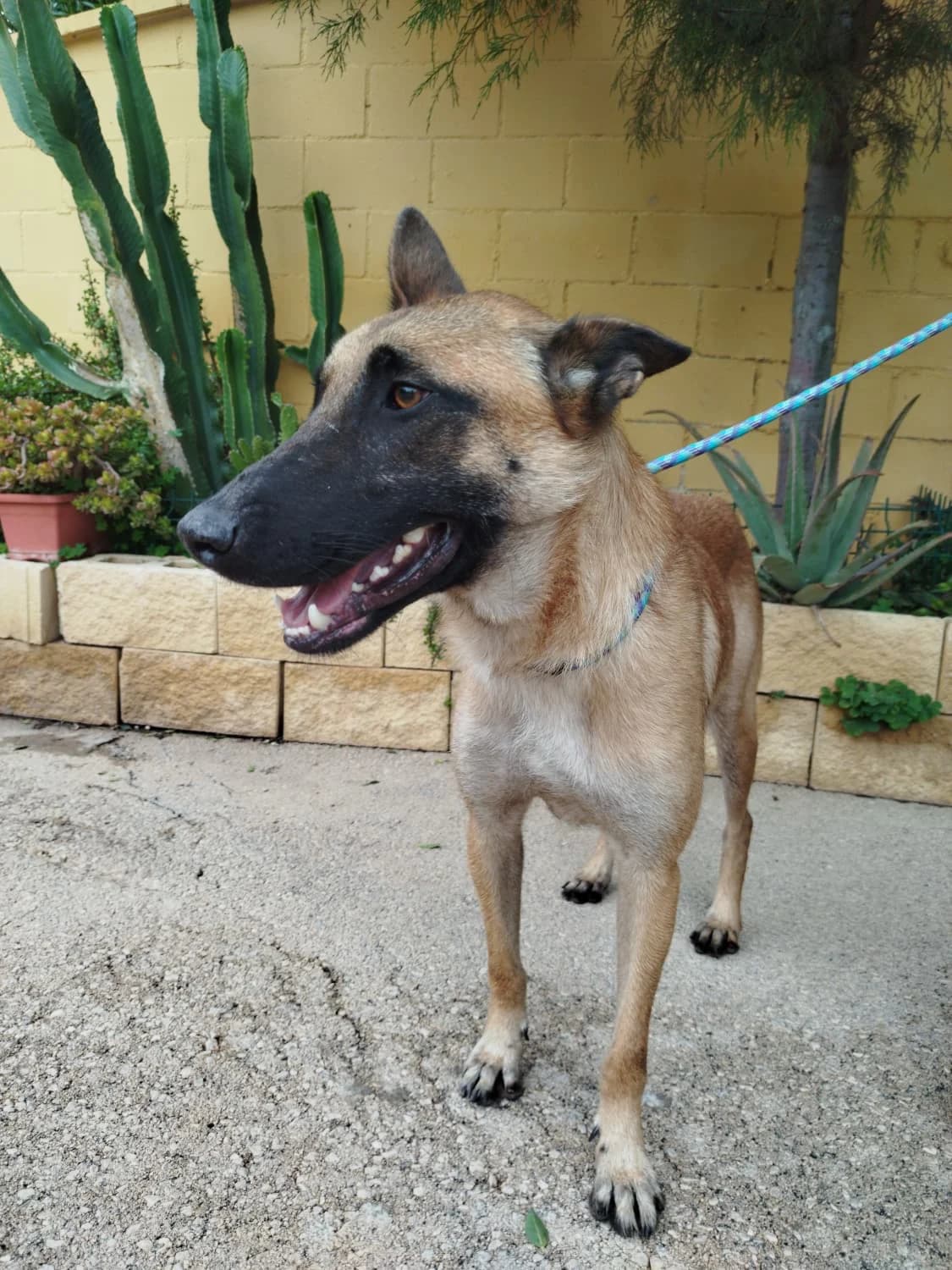 Indi, tan male Belgian Malinois for adoption at Protectora Malaga, Málaga