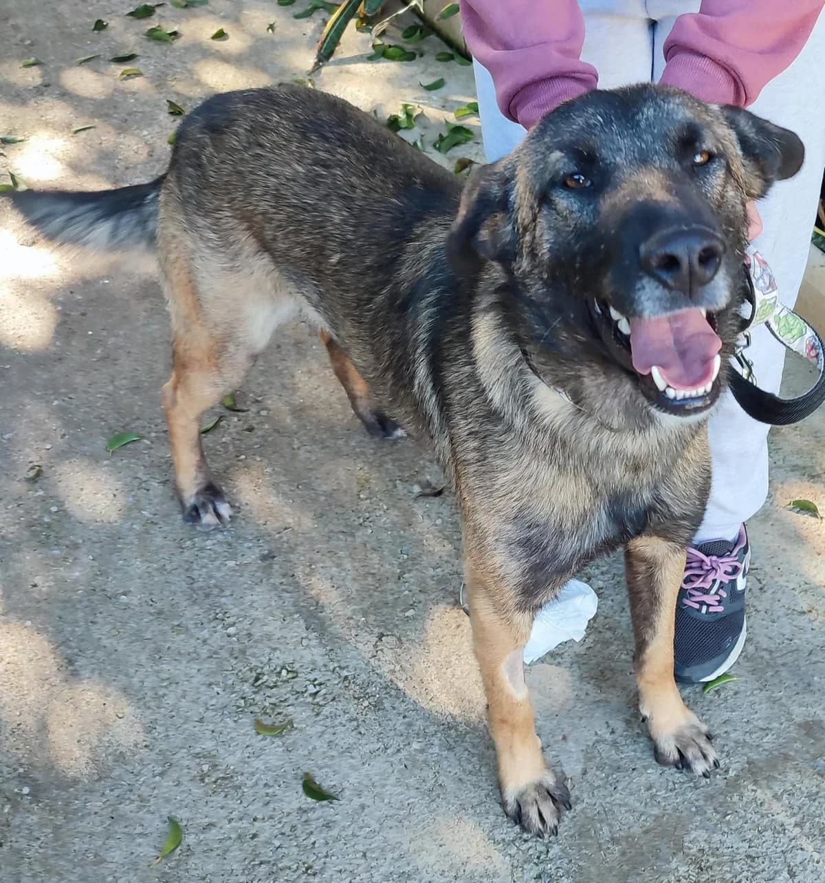 Spike, black and tan male Belgian Malinois for adoption at Protectora Malaga, Málaga