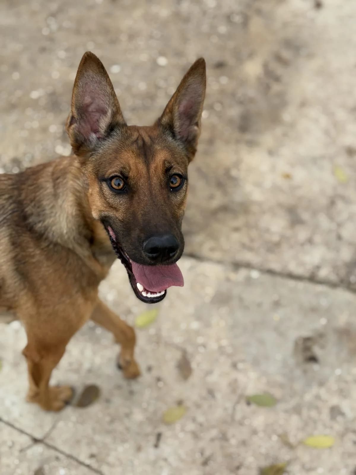 Cassy, Mixed Breed (Protectora Malaga)