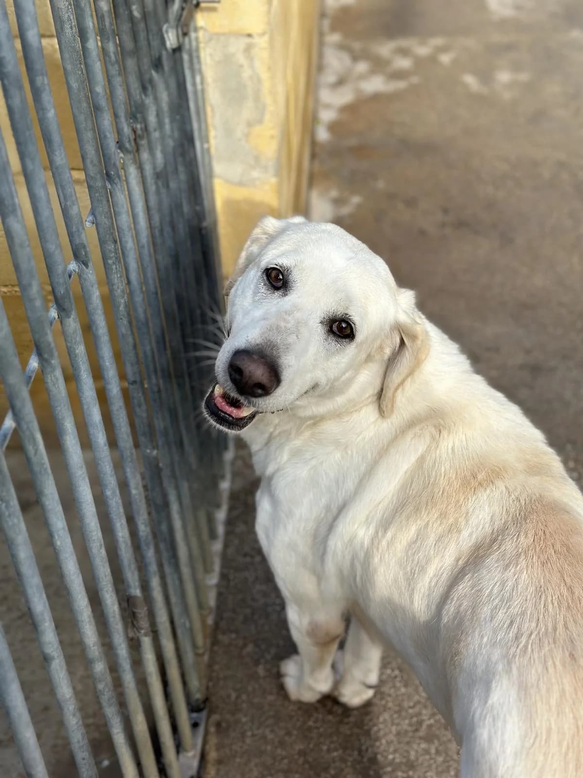 India, white female mixed breed for adoption at Protectora Malaga, Málaga