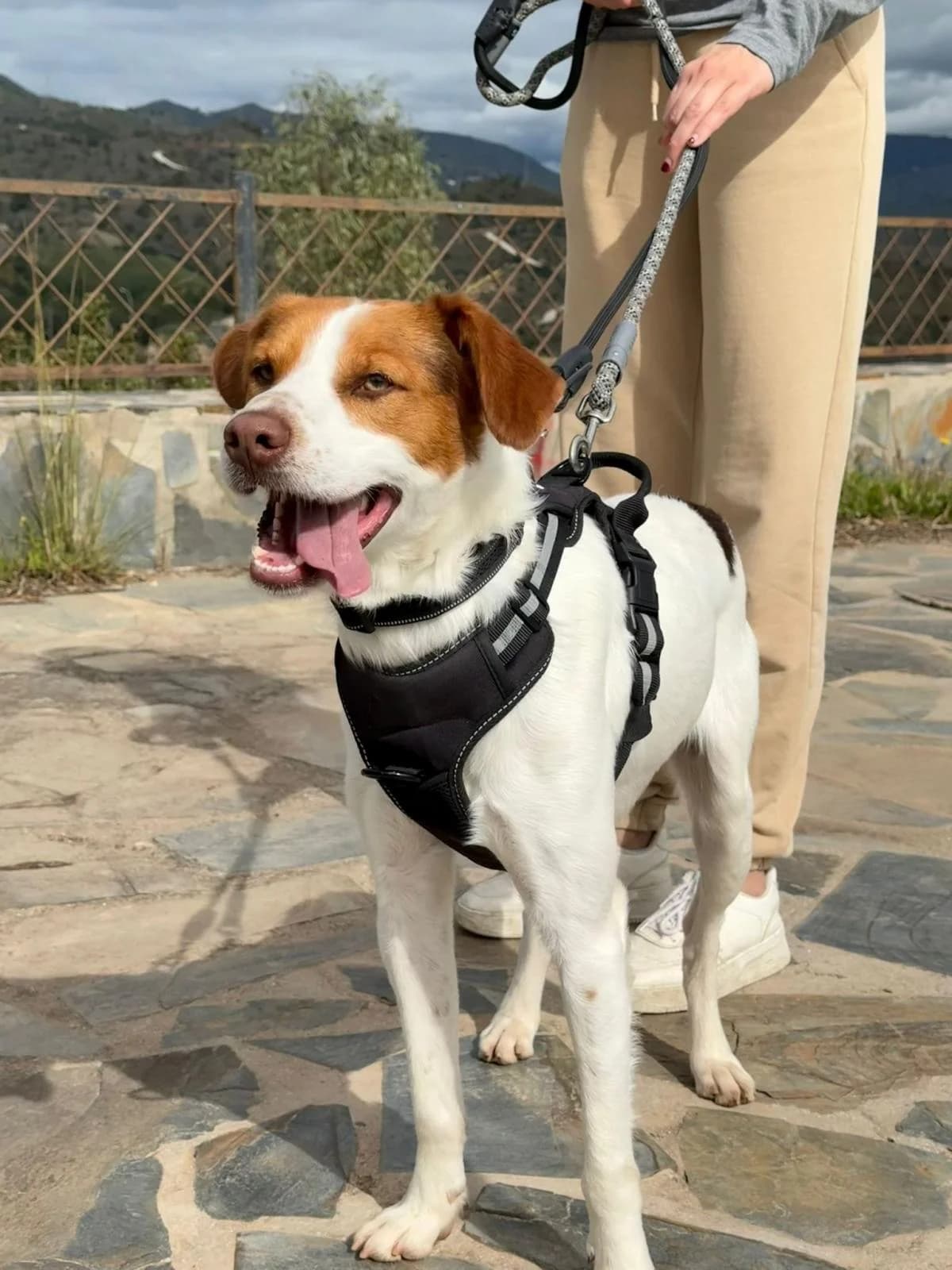 Balu, male Brittany Spaniel for adoption at Protectora Malaga, Málaga