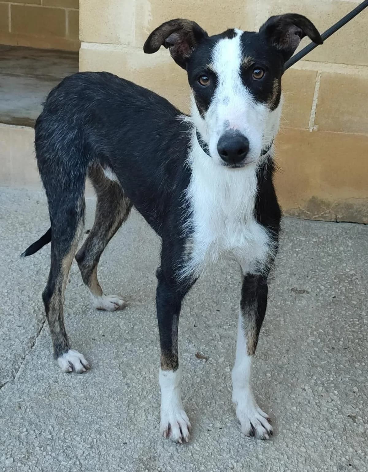 Agapito, black male Mixed Breed for adoption at Protectora Malaga, Málaga