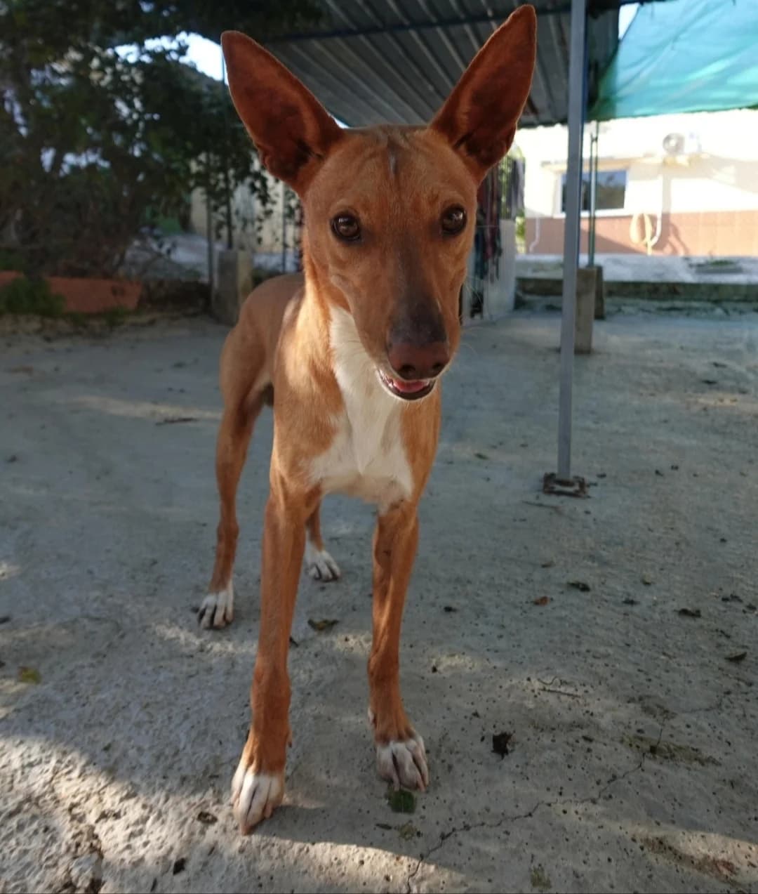 Tristan, male Podenco for adoption at Protectora Malaga, Málaga
