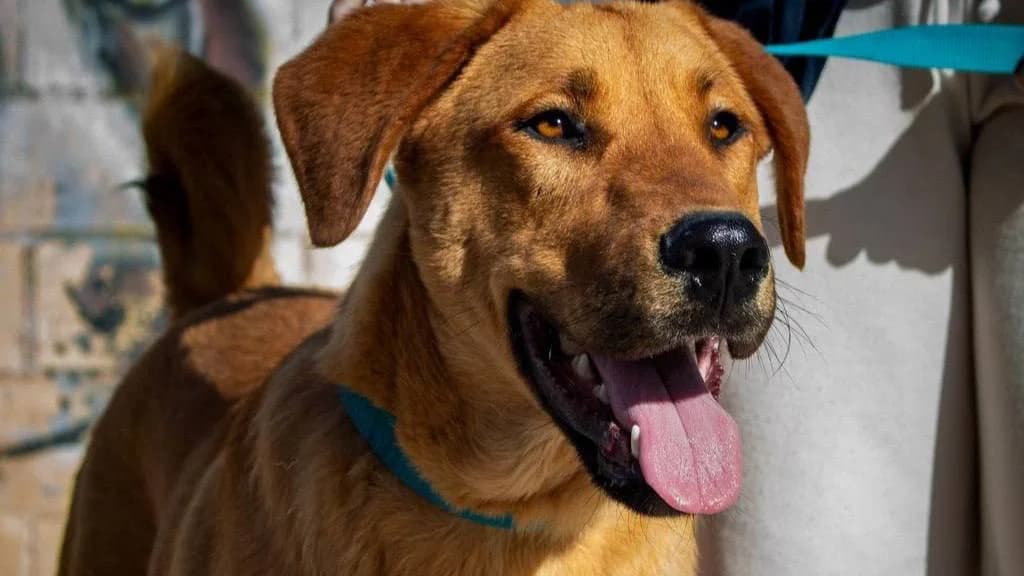 BROOKLYN, yellow male Mixed Breed for adoption at Protectora Malaga, Málaga