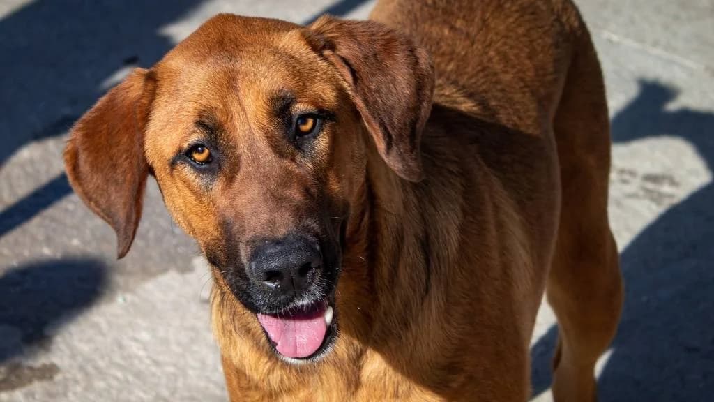MADISON, brown female Mixed Breed for adoption at Protectora Malaga, Málaga