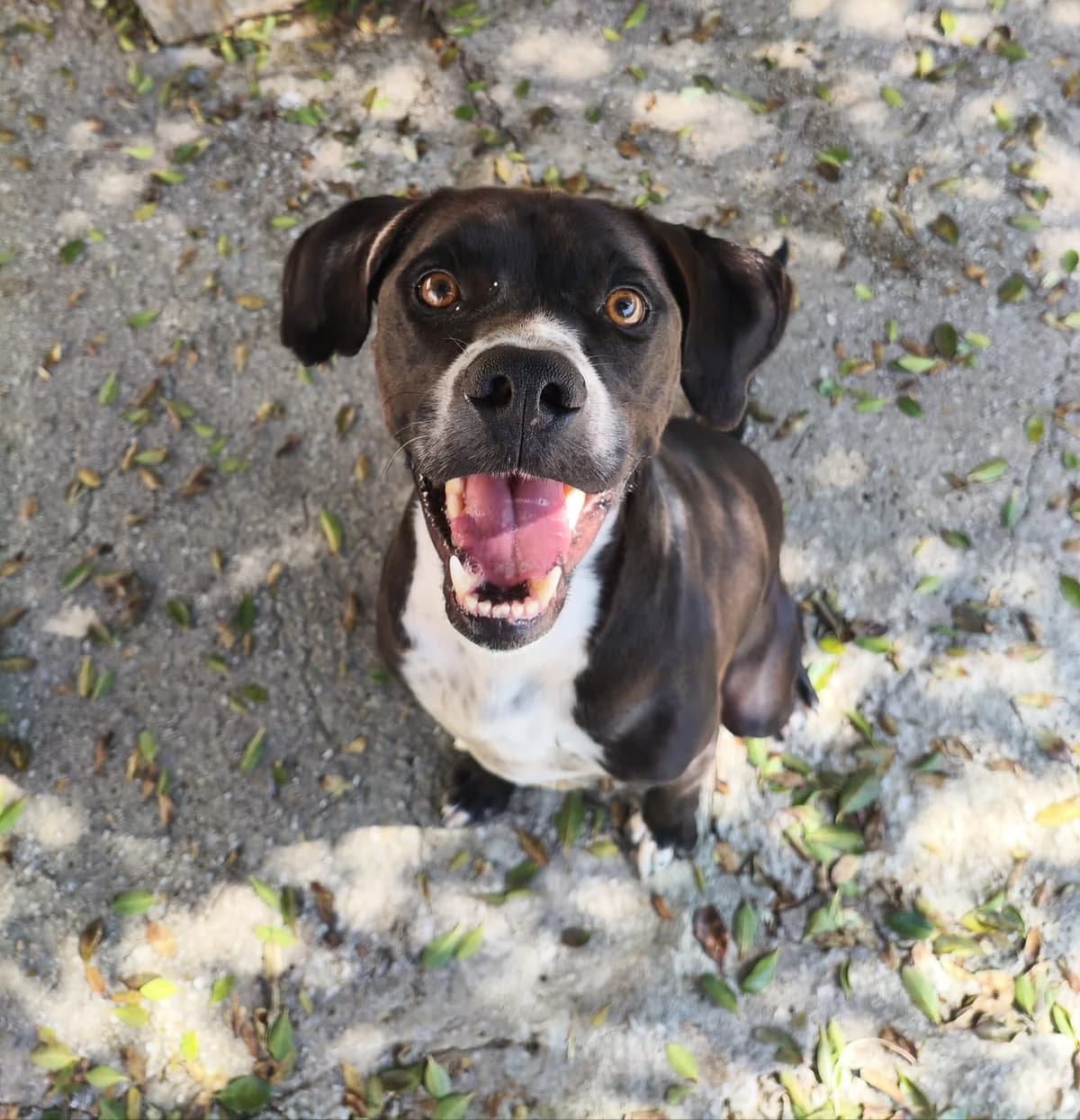 Cesar, male German Shorthaired Pointer for adoption at Protectora Malaga, Málaga