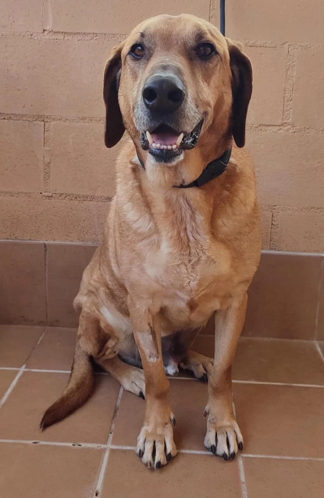 Bil, brown male mixed breed for adoption at Protectora Malaga, Málaga