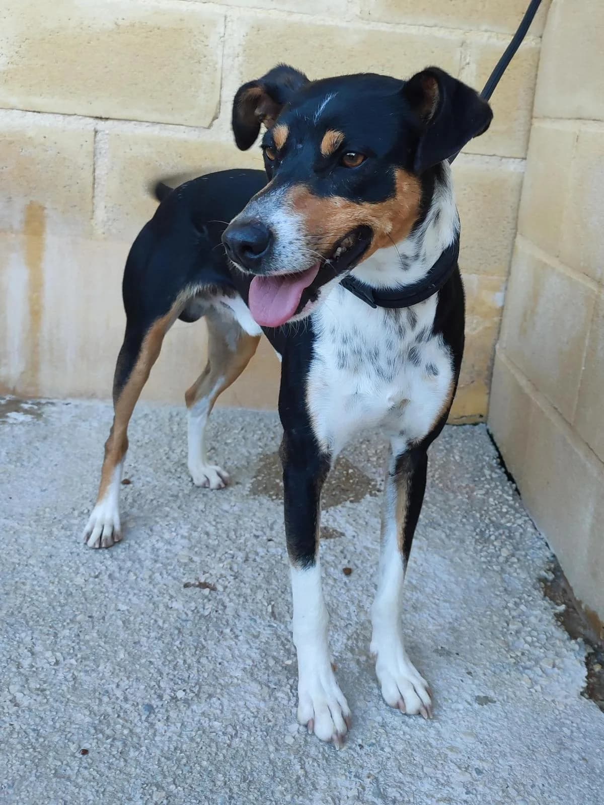 Dali, Mixed Breed (Protectora Malaga)